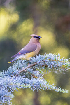 01415-04304 Cedar Waxwing (Bombycilla cedrorum) in Blue Atlas Cedar (Cedrus atlantica) tree Marion Co. IL