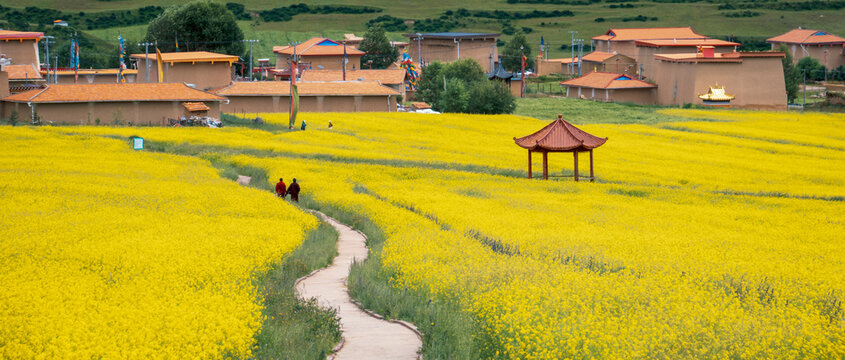Pastoral scenery of rapeseed flowers and Tibetan village, Gannan Gansu