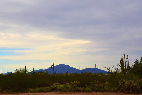 Old Saguaro Cactus Sonora desert Arizona