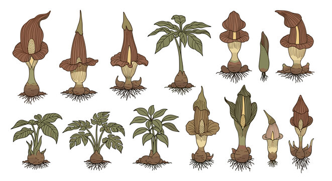 Various Types of Palm Trees.