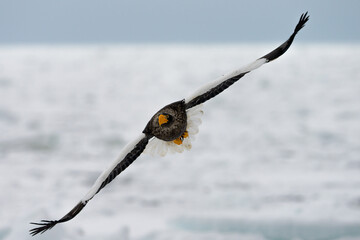 Majestic wild Steller's sea eagle soaring close up with wings spread in winter © OvidiuDaniel
