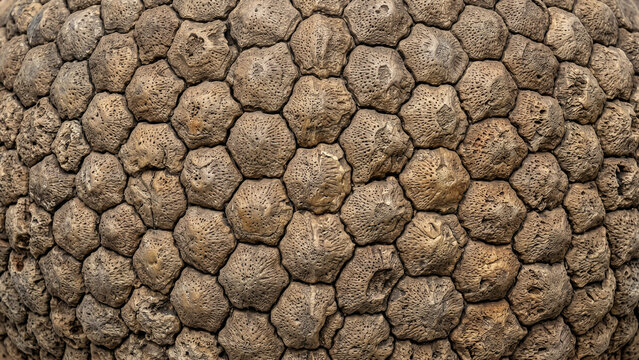 Extreme Close-Up of Fossilized Glyptodont Carapace Showing Hexagonal Osteoderm Pattern and Porous Texture, Macro Natural History Photography