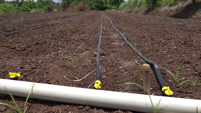Drip irrigation system installed in an agricultural field. Black lateral lines with yellow emitters connect to a white PVC main supply line pipe, delivering efficient watering directly to the soil.