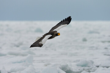Steller's sea eagle Haliaeetus pelagicus flying head on over winter drift ice © OvidiuDaniel