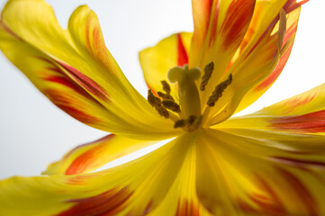 Obraz premium yellow lily flower