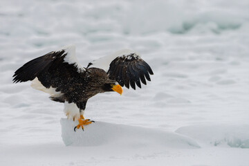 Steller's sea eagle Haliaeetus pelagicus landing on winter sea ice with snow spray © OvidiuDaniel