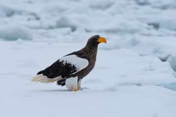 Steller's sea eagle Haliaeetus pelagicus standing on winter drift ice full body view © OvidiuDaniel