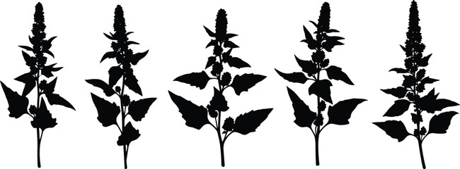 Quinoa plant stalk silhouette vector illustration set with detailed leaves and grain spikes for agriculture organic superfood graphic design © Olivia