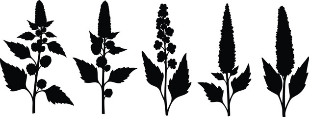 Amaranth and quinoa plant stalk silhouette vector illustration set with various natural crop sprigs for agriculture organic superfood graphic design © Olivia