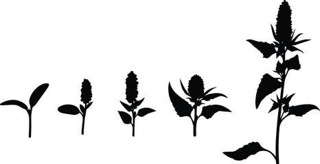 Quinoa plant growth stage silhouette vector illustration set showing crop life cycle from seedling sprout to mature harvest stalk design © Olivia