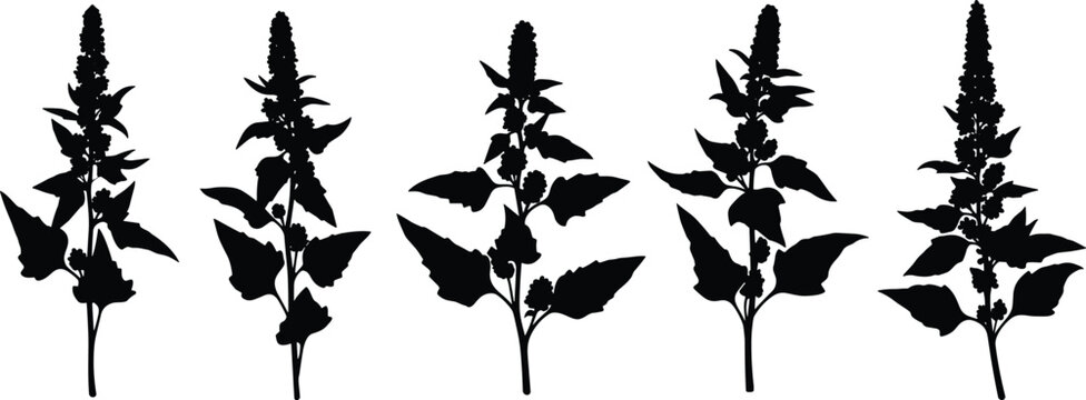 Quinoa plant stalk silhouette vector illustration set with detailed leaves and grain spikes for agriculture organic superfood graphic design