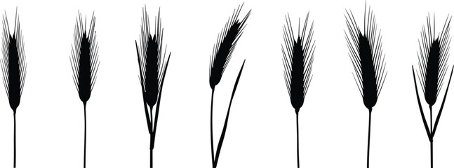 Rye grain ear stalk silhouette vector illustration set with various straight cereal spikes for agriculture organic brewery bakery food packaging graphic design © Olivia