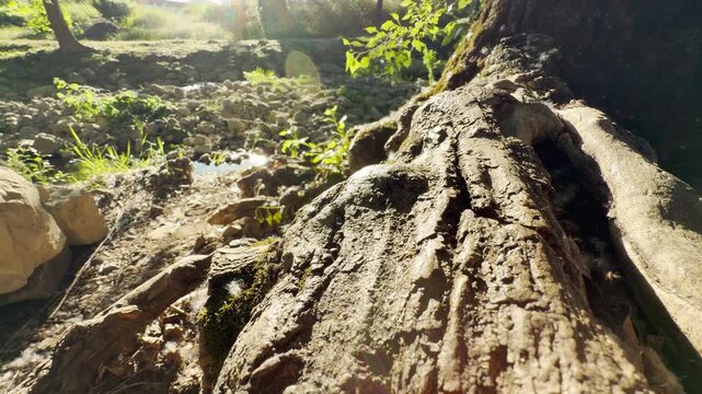 An ancient tree root rests along the sunlit forest stream. The air is alive with the sweet melody of birds singing and the soft, relaxing sound of water murmuring.