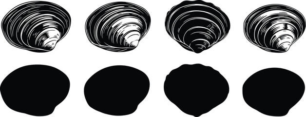 Clam shell vector illustration set with detailed line art and black silhouettes for marine seafood restaurant menu graphic design element © Olivia