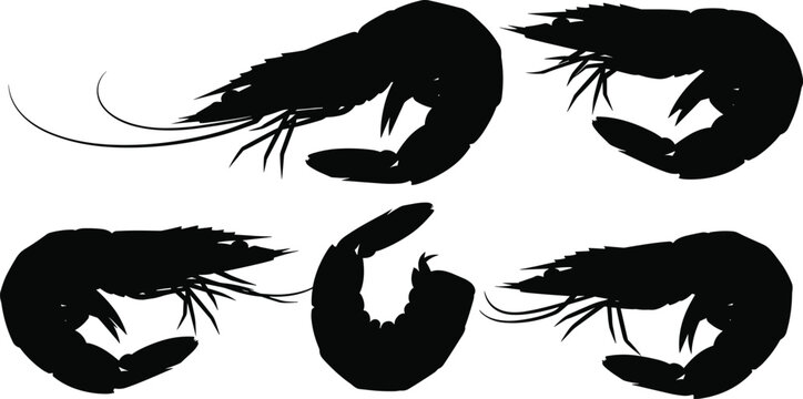 Shrimp silhouette vector illustration set with text font lettering and prawn shapes for seafood restaurant menu culinary graphic design element