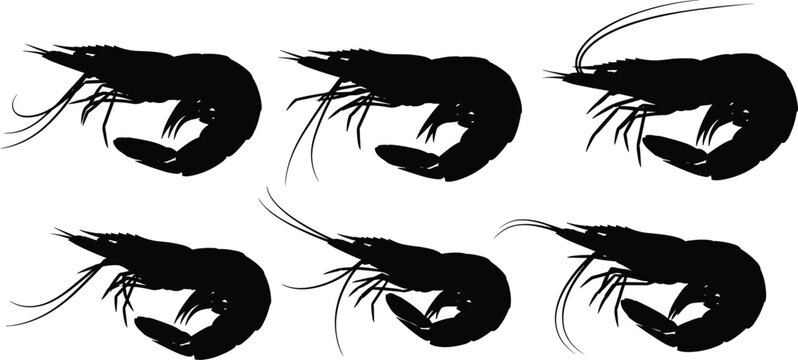 Shrimp silhouette vector illustration set with fresh raw prawn icons for seafood restaurant market menu culinary graphic design element