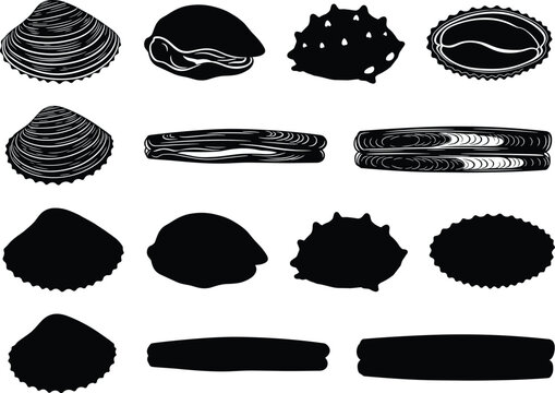 Seashell vector illustration set featuring various clam oyster and razor shell shapes with black silhouettes for ocean marine life graphic design