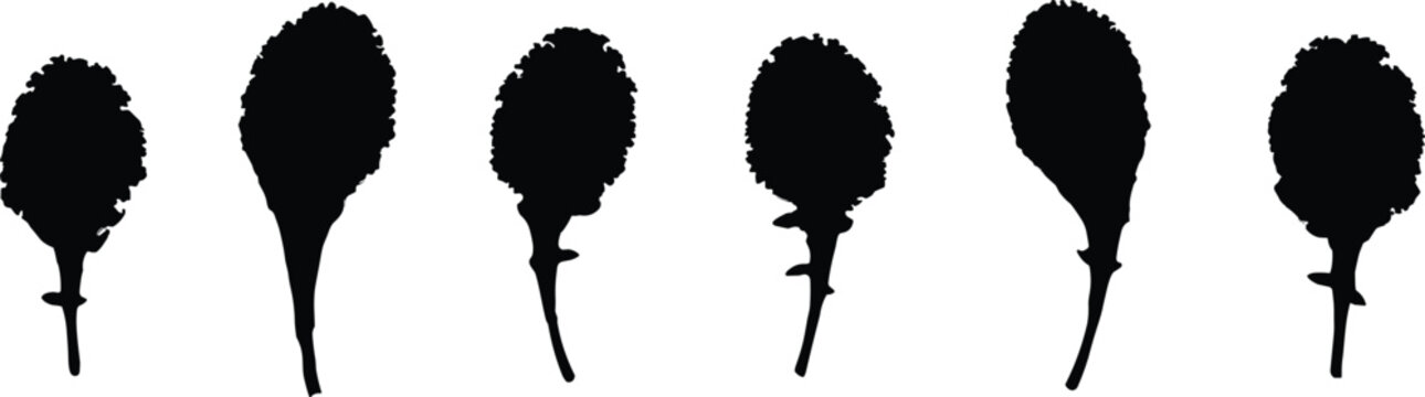 Fresh curly kale leaf silhouette vector illustration set with six organic green vegetables for healthy eating lifestyle and food market graphic design.