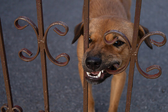 Angry Brown Dog Biting and Snarling at Wrought Iron Gate