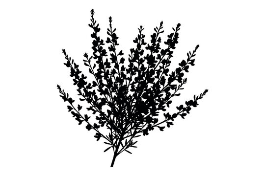 Delicate heather silhouette a black and white botanical illustration of a flowering plant