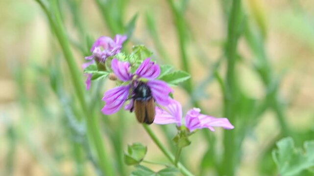 A stunning macro photograph of a brown-winged Glaphyridae insect feeding on a vibrant purple mallow flower, surrounded by green meadow grasses and bathed in natural light.