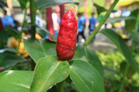 Beautiful costus woodsonii or red button ginger inflorescence stands vertically against a softly blurred tropical background.