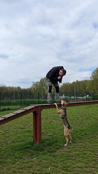 Funny dog training moment with owner on agility obstacle course. Mixed breed hound dog stands on hind legs trying to reach a treat while avoiding jumping on bridge. Pet obedience, behavior training