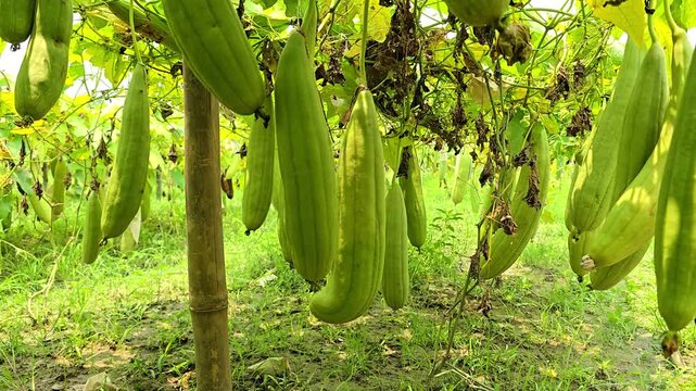 Sponge gourd close-up from home garden, Luffa aegyptiaca, the sponge gourd, Egyptian cucumber or Vietnamese luffa, is an annual species of vine cultivated for its fruit.
