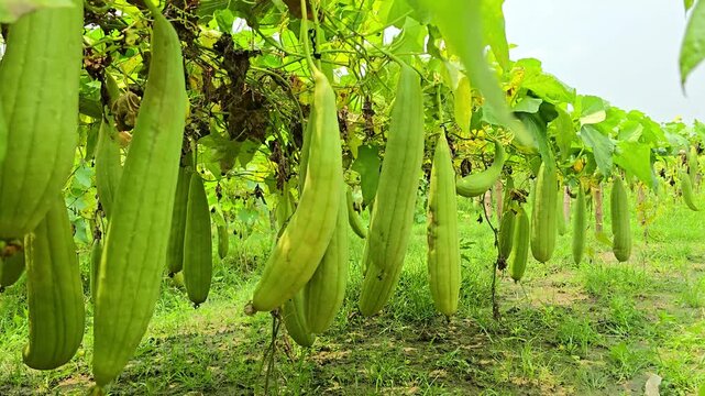 Sponge gourd close-up from home garden, Luffa aegyptiaca, the sponge gourd, Egyptian cucumber or Vietnamese luffa, is an annual species of vine cultivated for its fruit.
