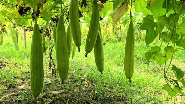 Sponge gourd close-up from home garden, Luffa aegyptiaca, the sponge gourd, Egyptian cucumber or Vietnamese luffa, is an annual species of vine cultivated for its fruit.
