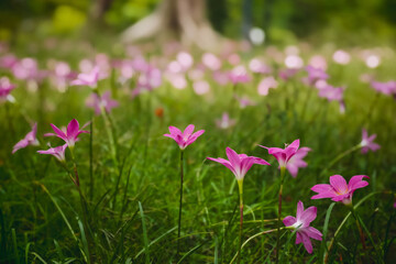 Fototapeta premium Blooming pink flowers in lush green grass nature photography outdoor aesthetics