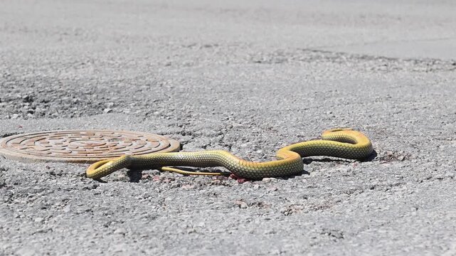 An injured Caspian whipsnake struggling on the asphalt road next to a manhole after being hit by a car, highlighting the impact of traffic on wildlife.