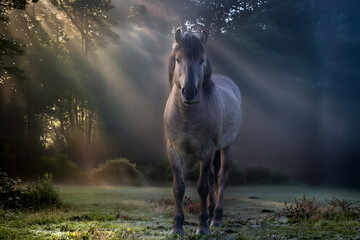 Wildpferd Masuren im Morgenlicht © GERHARD