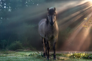 Masuren-Pferd im Morgenlicht © GERHARD