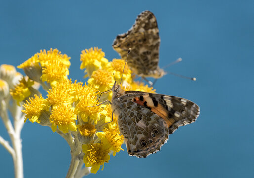 Vanessa del cardo su fiore di cineraria