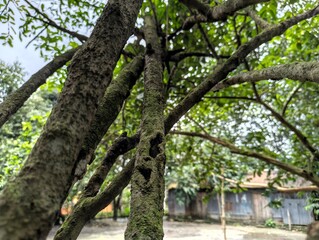 Fototapeta premium Mossy tree trunk with branches and green leaves in a natural outdoor setting with a house