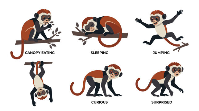 Monkey in different poses 1.