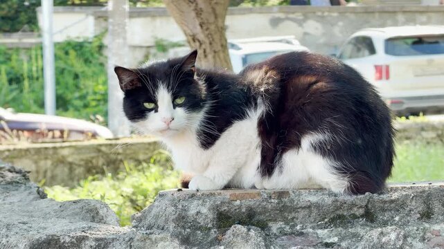 A black and white cat sits alertly on a stone ledge in a city park. Distant car engines hum, tires roll on asphalt, and loud city street traffic rumbles around it.