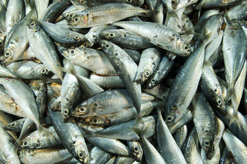 Fototapeta premium Fresh raw mackerel fish top view background at fish market