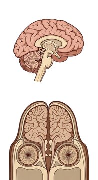 Human brain anatomy diagram with skull cross section.