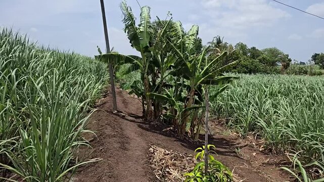Vast sugarcane fields separated by a dirt border pathway with banana trees, capturing tropical agriculture, wind-swayed foliage, and regional farming landscapes.