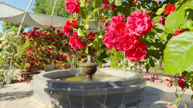 Red roses bloom passionately next to a stone fountain in a sunny garden park. This breathtaking view fills the soul with pure joy and a serene feeling of peace.