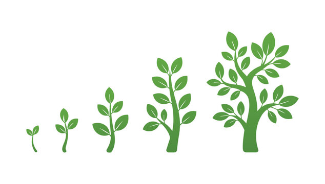 Stages of Growth: Visual representation of a plant's development from seedling to a mature tree. natural growth, development stages, plant life cycle.