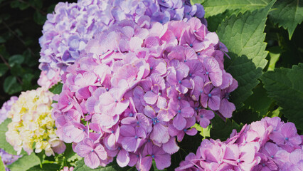 ピンクの紫陽花のクローズアップ © RYOSUKE