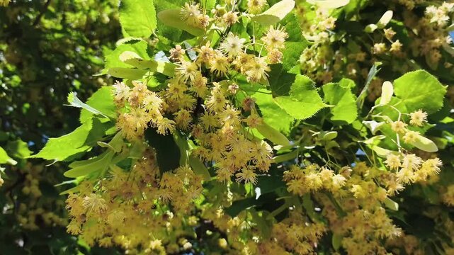Linden tree branches with yellow flowers blowing in the wind