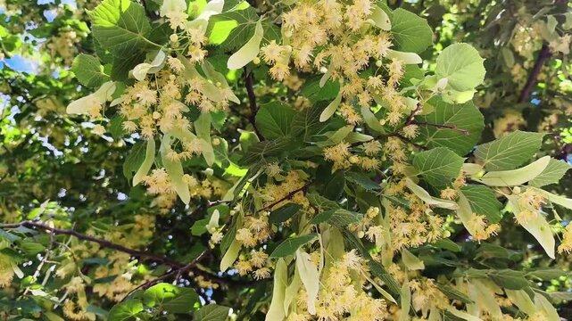 Linden tree branches with yellow flowers blowing in the wind