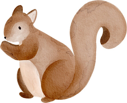 watercolor illustration of a brown squirrel 
