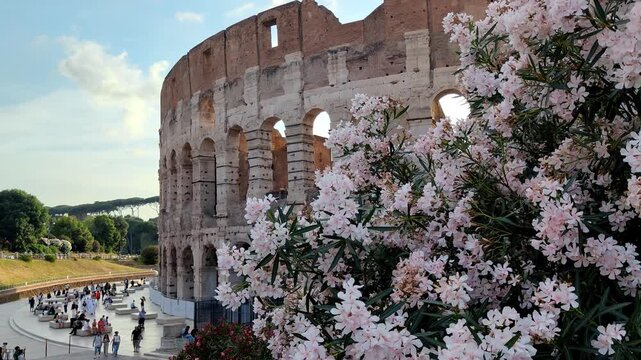 Close up of blooming flowers with the Colosseum in the background.