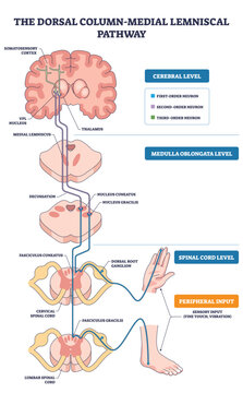 Dorsal column medial lemniscus pathway shows fine touch flow from hand and foot via spinal cord to brain, key objects, brain, spinal cord, dorsal root ganglion. Outline diagram