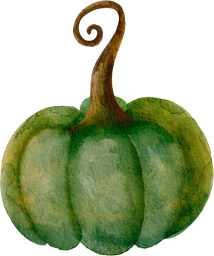 green pumpkin watercolor illustration